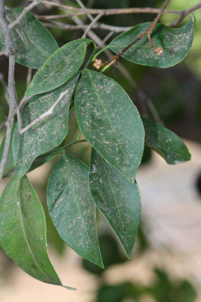              Shade leaves (Riverside, CA)       